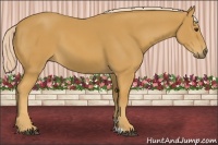 Horse Color:Palomino 