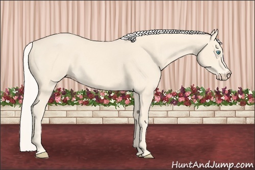 Horse Color: Cremello 