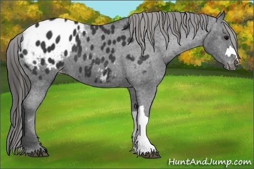 Horse Color:Black Appaloosa 