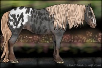 Horse Color:Liver Chestnut Appaloosa 