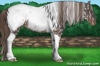 Horse Color:Liver Chestnut Tobiano Near Fewspot 