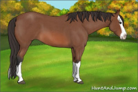 Horse Color:Bay Roan Splash