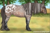 Horse Color:Bay Roan Appaloosa 