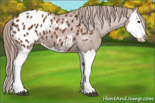 Horse Color: Chestnut Splash Blanket 