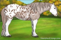 Horse Color:Chestnut Splash Appaloosa 