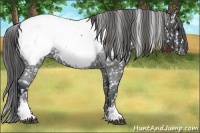 Horse Color:White Spotted Blue Roan Near Fewspot 