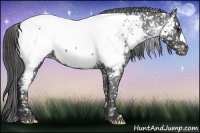 Horse Color:Blue Roan Near Fewspot