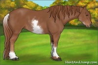 Horse Color:White Spotted Chestnut Sabino 