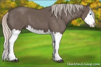 Horse Color:Silver Black Splash 