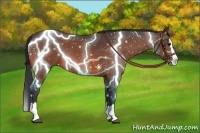 Horse Color:Bay Roan Splash 