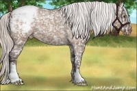 Horse Color:Silver Bay Dun Appaloosa 