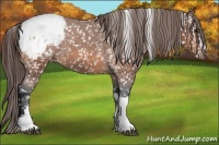 Horse Color:Bay Appaloosa 