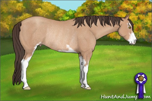 Horse Color: Amber Champagne Sabino Rabicano 