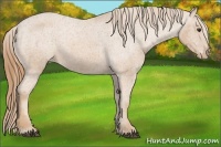 Horse Color:Chestnut Appaloosa 