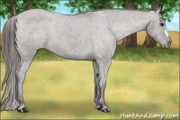 Horse Color:Grullo Varnish 