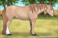 Horse Color:Gold Champagne 