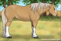 Horse Color:Palomino