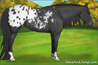 Horse Color:Black Appaloosa 