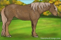 Horse Color:Chocolate Palomino 