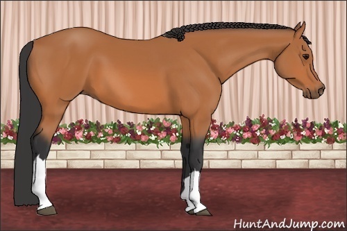 Horse Color: Bay 