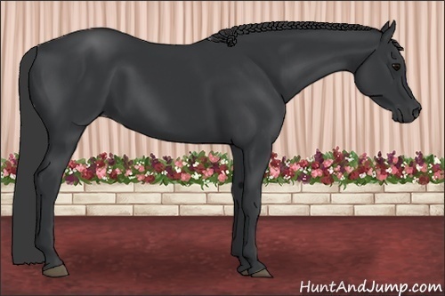 Horse Color: Black 