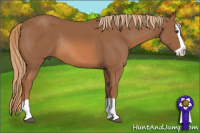Horse Color:Chestnut Splash Rabicano