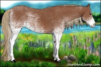 Horse Color:White Spotted Chestnut 