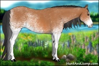 Horse Color:White Spotted Bay 