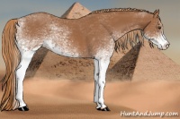 Horse Color:White Spotted Chestnut 