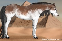 Horse Color:White Spotted Bay 
