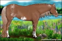 Horse Color:White Spotted Chestnut Frame