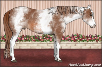Horse Color:White Spotted Chestnut Sabino 
