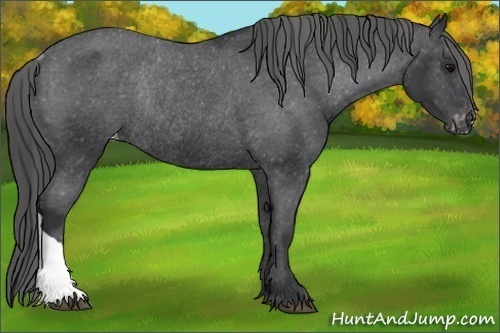 Horse Color:Unknown 