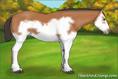 Horse Color: Bay Splash Frame 