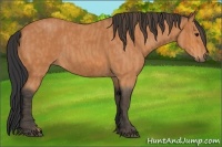Horse Color:Bay Roan  Brindle