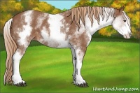 Horse Color:White Spotted Chestnut Sabino