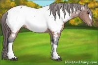 Horse Color:Brown Appaloosa 