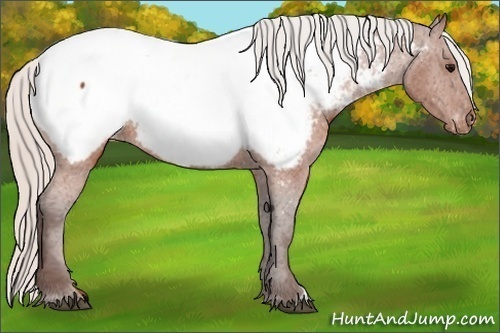 Horse Color: Silver Brown Near Fewspot 