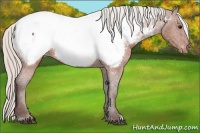 Horse Color:Silver Brown Near Fewspot 
