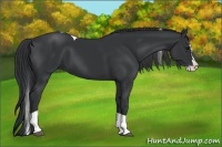 Horse Color:Black Splash Tobiano