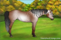 Horse Color:Gray Bay 