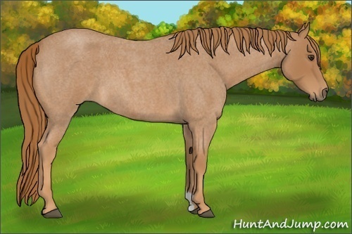 Horse Color:Red Roan 