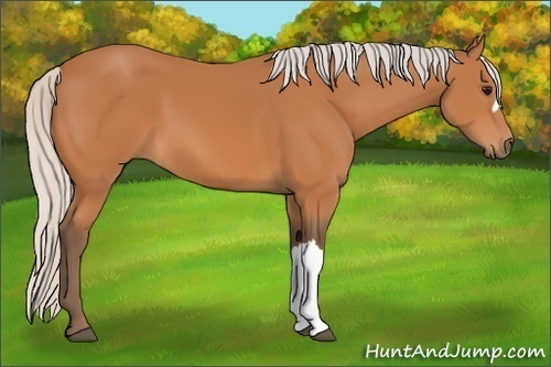 Horse Color:Silver Bay