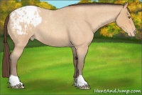 Horse Color:Amber Champagne Roan Appaloosa 