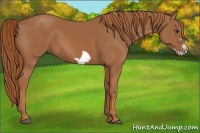 Horse Color:Chestnut Frame 