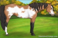Horse Color:Bay Frame