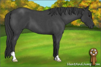 Horse Color:Blue Roan
