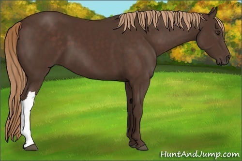 Horse Color:Liver Chestnut 