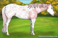 Horse Color:Watercolor Gold Champagne Roan Splash Appaloosa Rabicano 