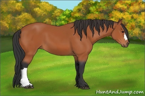 Horse Color: Bay 